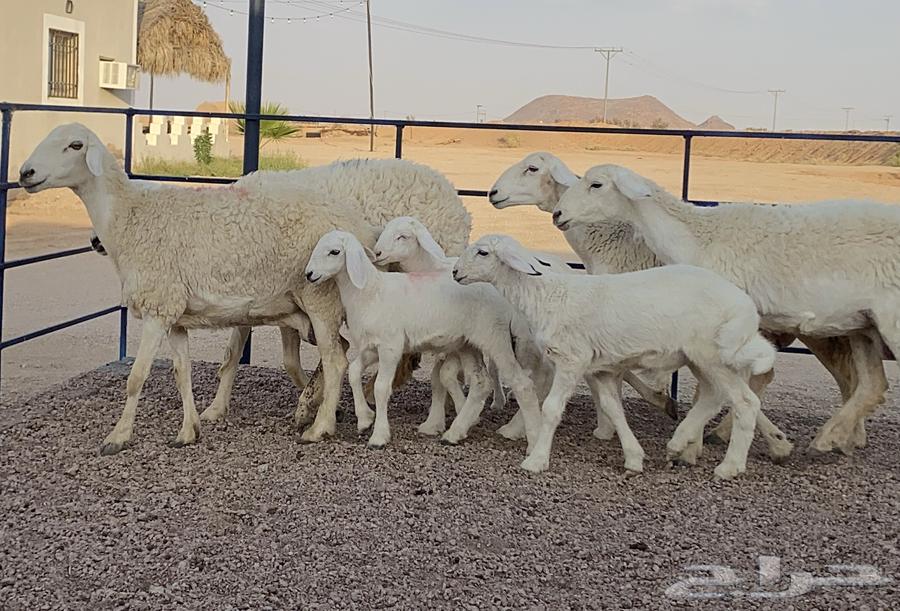 حريات صنف ولد منوة ألقاني(تم البيع)64345597186050112