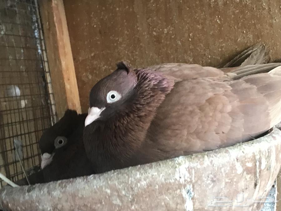 ايراني عبداني الاصول من البحرين64346163439361114