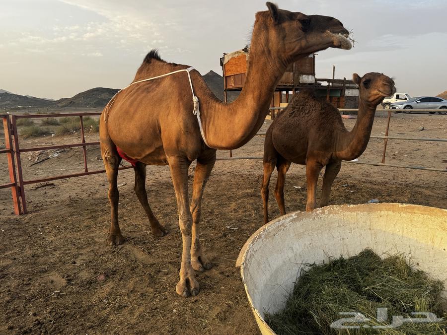 للبيع عشرا معها بكره ومعشر ساحلية64345061020163110