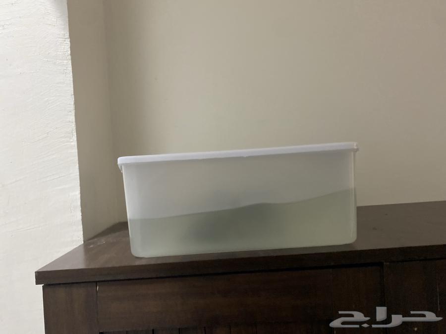 سلاحف   للبيع اثنين 300ريال مع الأكل ولازم مخافت الله فيهم64343989258115112