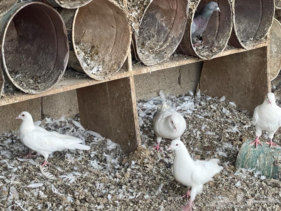 حمام بلدي سليم للبيع64341282987393111