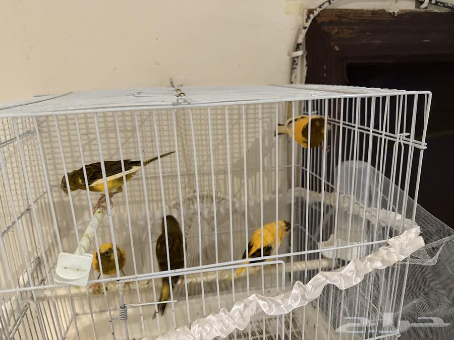 عصفور كناري للبيع64347127690881110