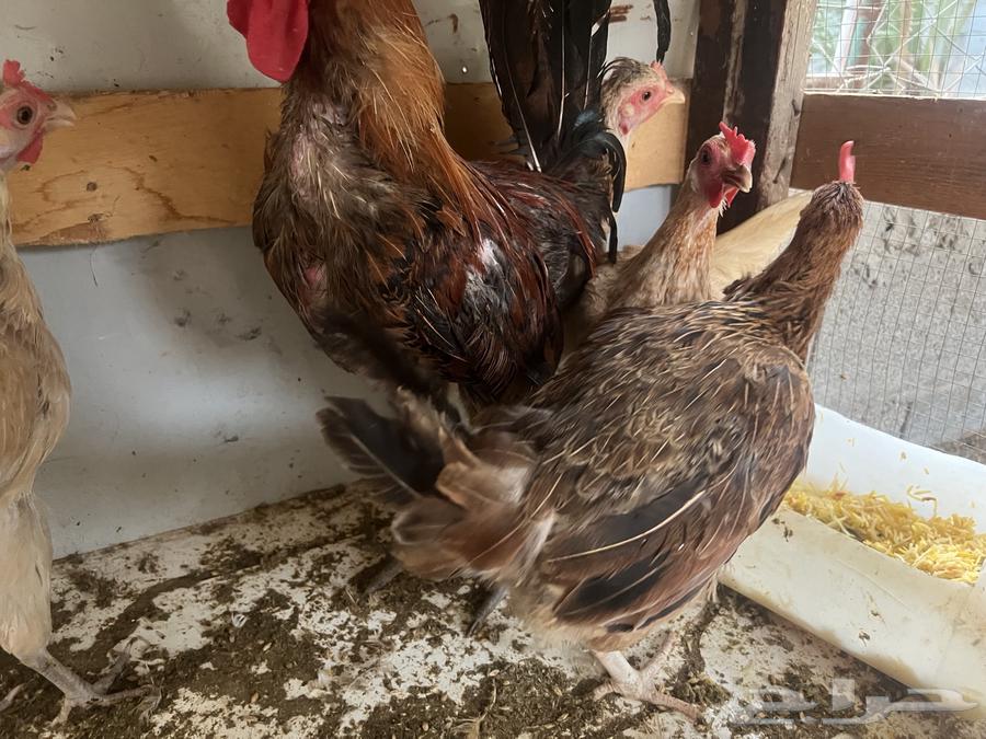 طقم دجاج حساوي 5 دجاجات وديك واحد للبيع64344896946947110