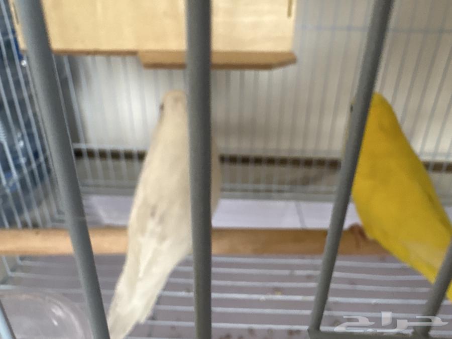 للبيع زوج عصافير حب (بادجي)64343298631938110