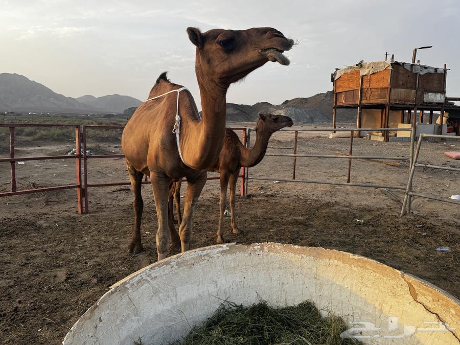 للبيع عشرا معها بكره ومعشر ساحلية64345061020163113