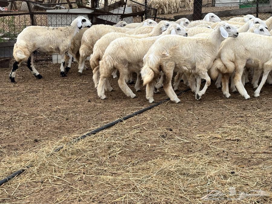 One Mare Ready for Saddle, Side and Body Halter (Sold)64336306701954110