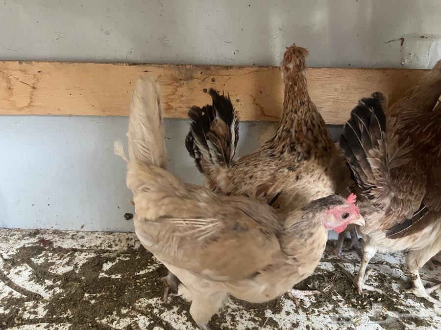 طقم دجاج حساوي 5 دجاجات وديك واحد للبيع64344896946947113