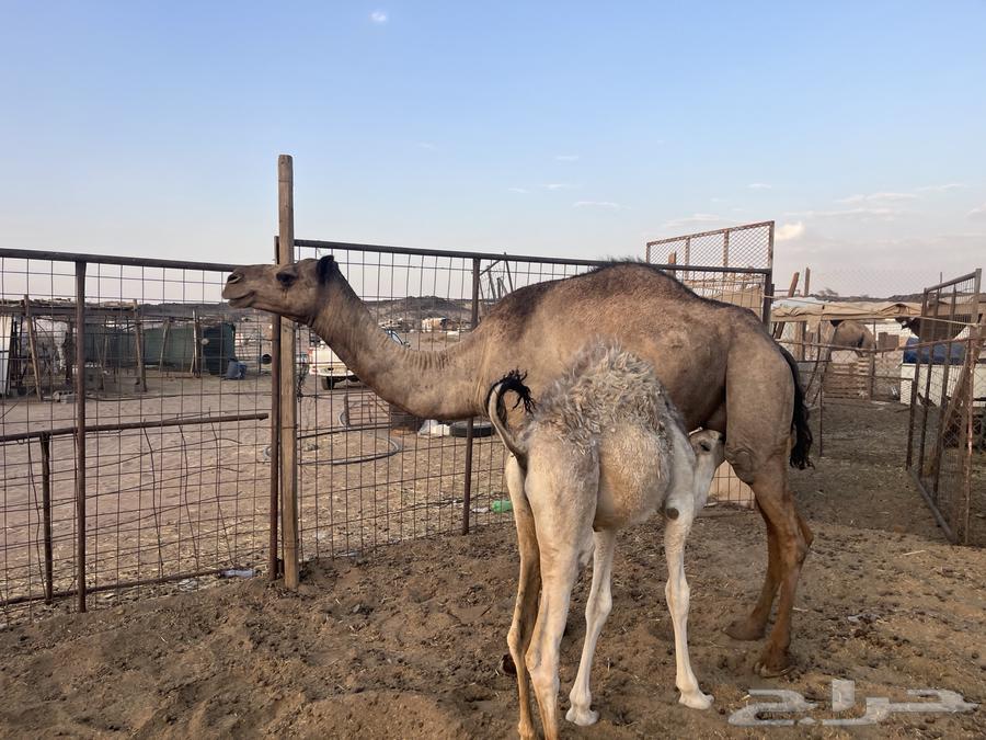 بكره خلفه تحتها قعود (تم البيع )64346547085059111