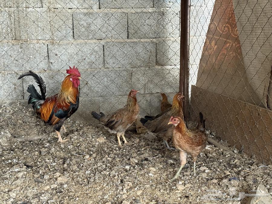 طقم دجاج عربي لون فري64342952919554111