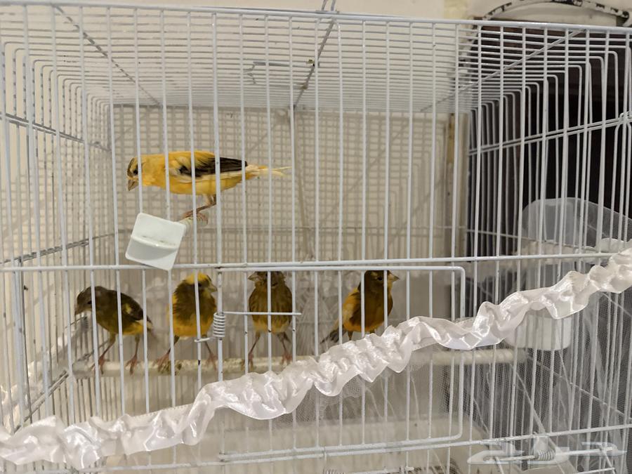 عصفور كناري للبيع64347127690881111