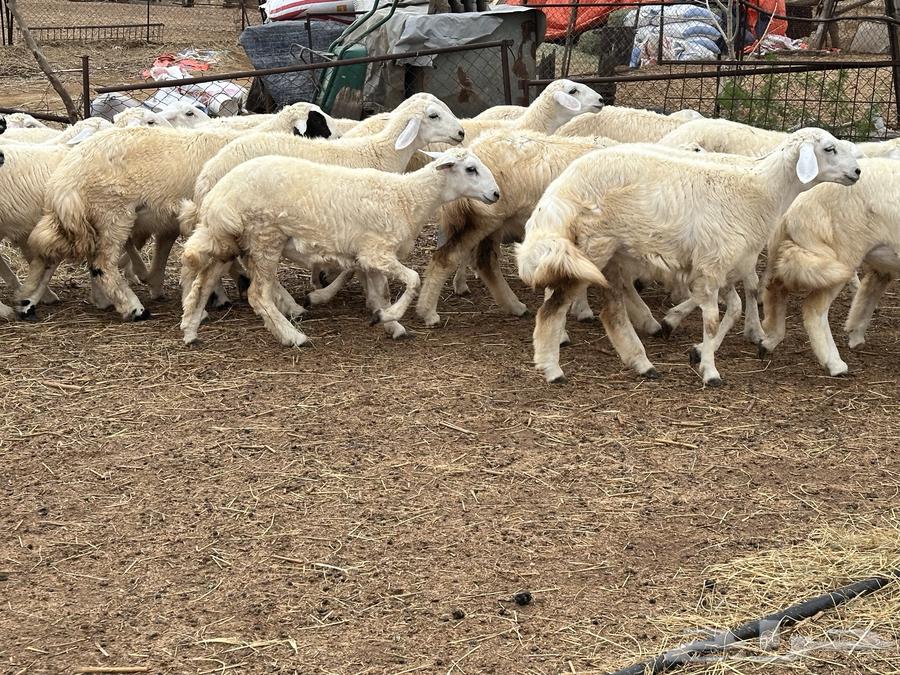 One Mare Ready for Saddle, Side and Body Halter (Sold)64336306701954111