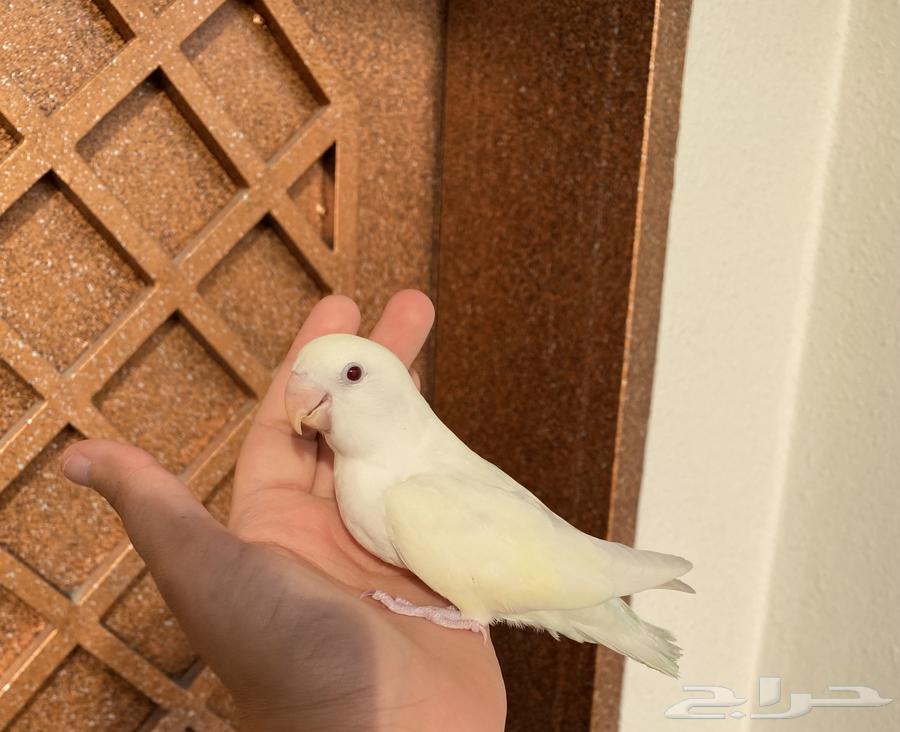 روز اينو هدد نشبه اليف جدا لعوب64344183738113114