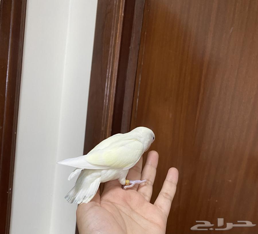 روز اينو هدد نشبه اليف جدا لعوب64344183738113111