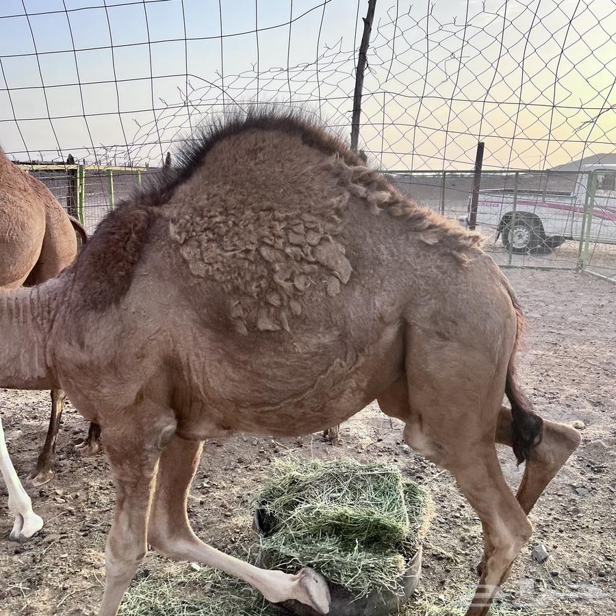 حاشي للبيع64344628450562112