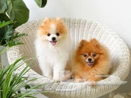 كلاب بومرينيان للبيع64348538614913110