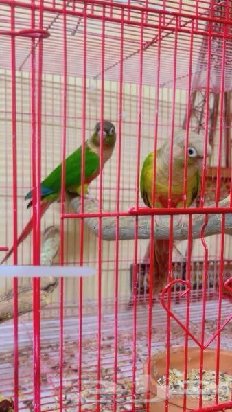 جوز كوتيورقرين شيك ويلو سايد منتج64338391905410112