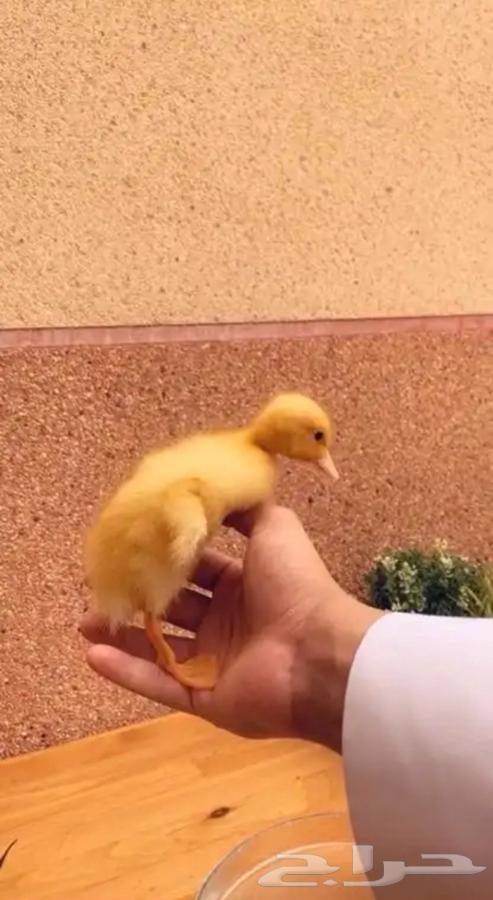 Duckling64344451242497113