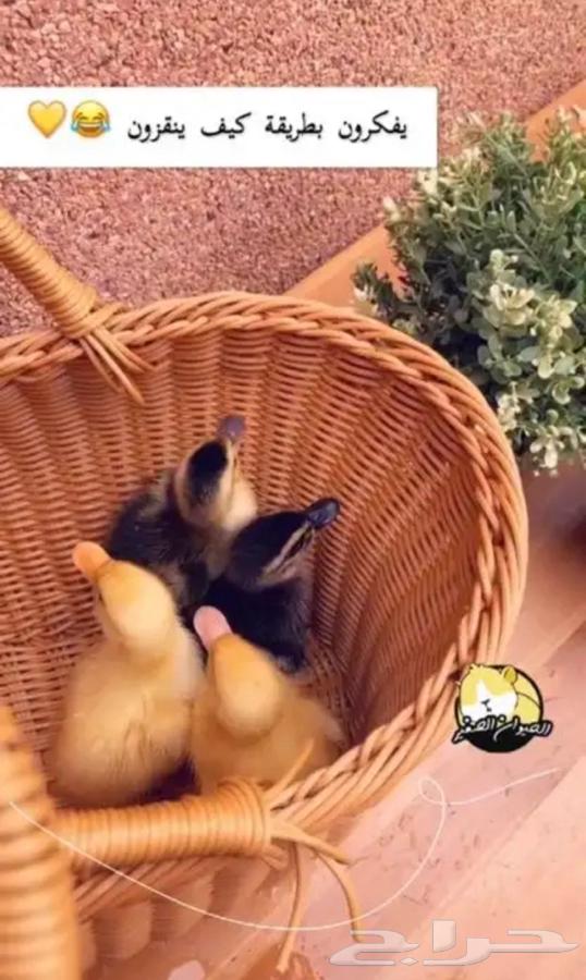 Duckling64344451242497112