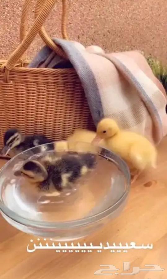 Duckling64344451242497111