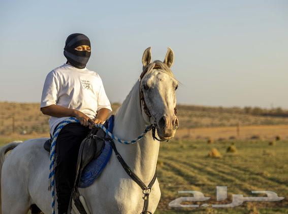 حصان شعبي بطلل64343374148610110