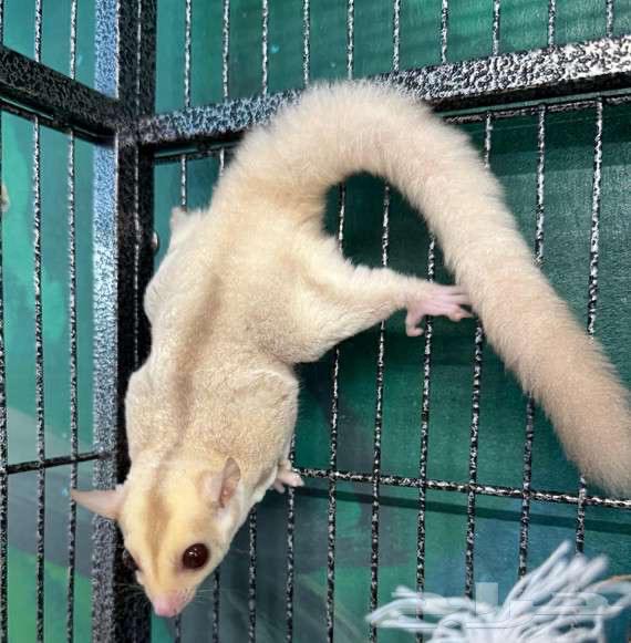 شوقر قلايدر السنجاب الطائر للبيع64343733979009112