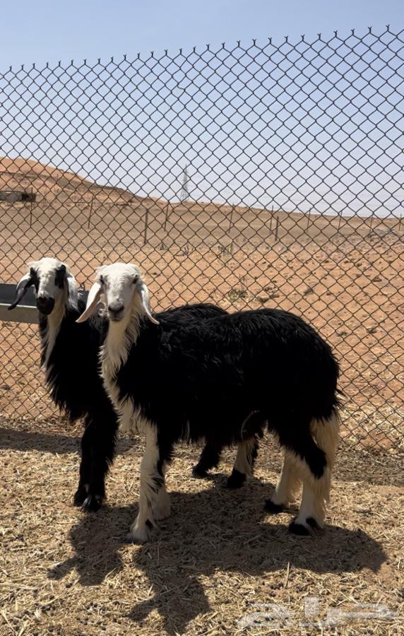 Fresh Najdi goats and sheep for slaughter64343057479683110