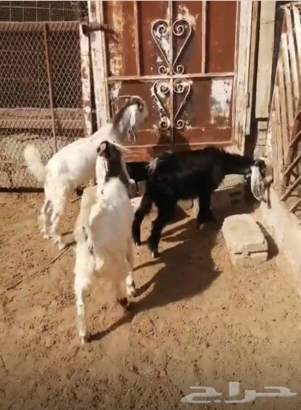 تيوس للبيع64346710005763110