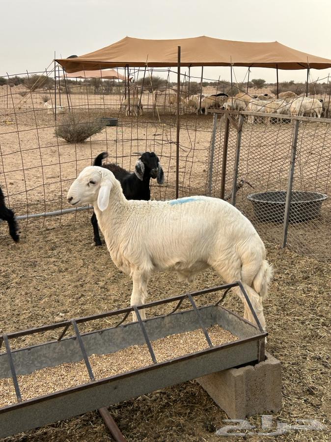 طلي للبيع شرط شعير برسيم فتكو من حلالي64340931984003110