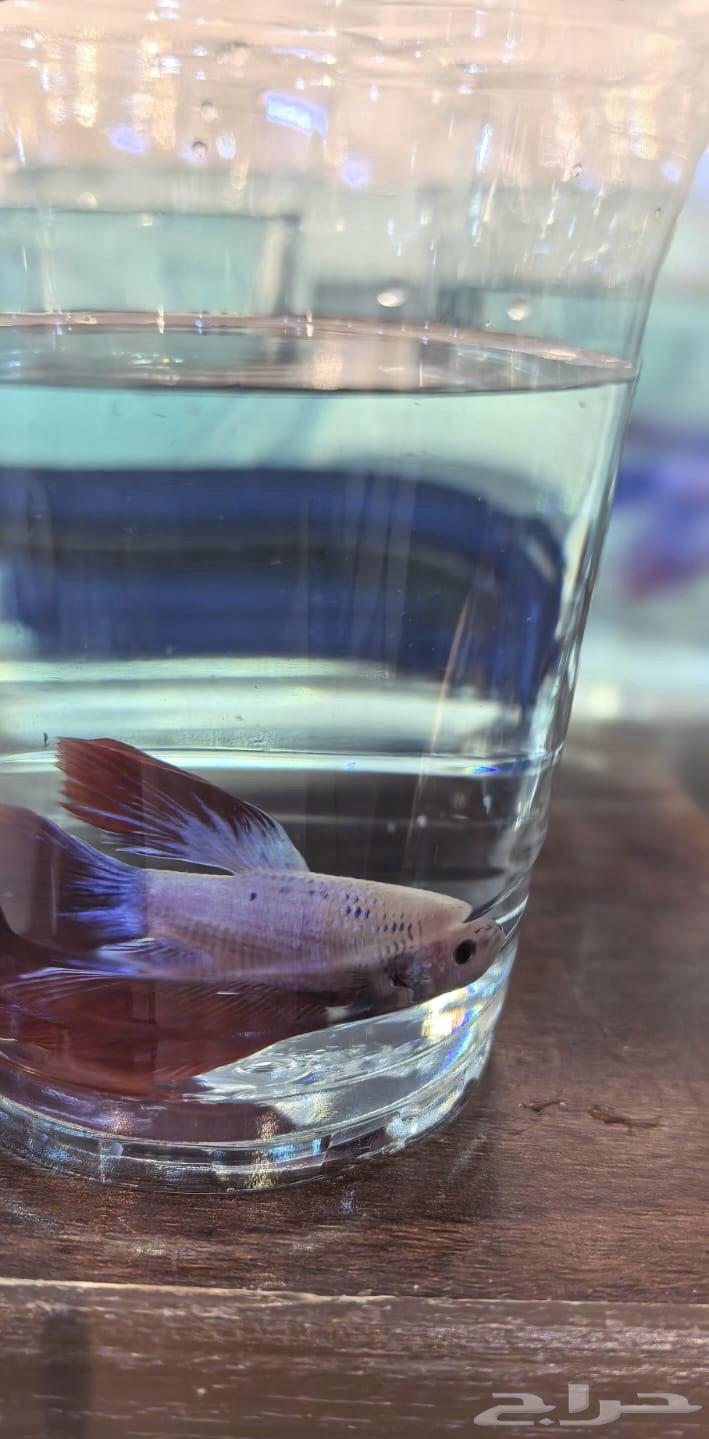 اسماك فايتر للبيع64336291481475114