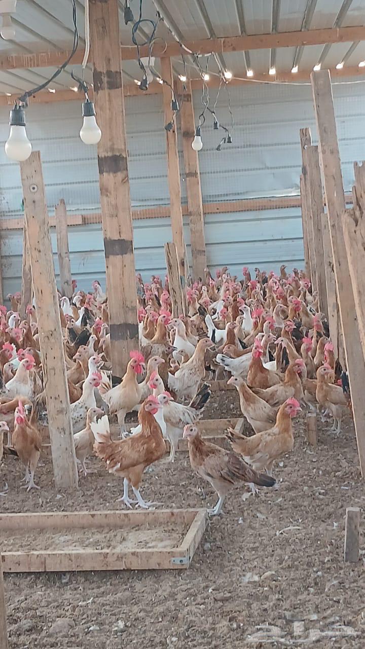 جملة دجاج وديوك64348334436354111