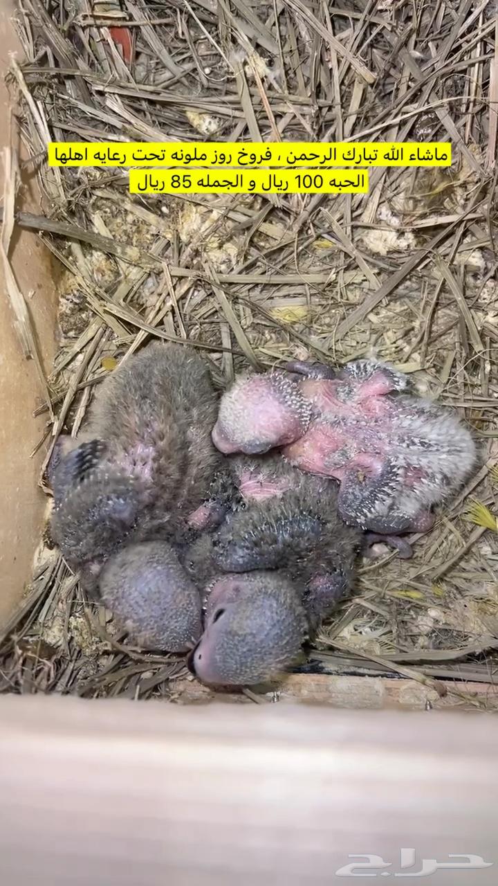 عرض فرخ روز لمحبين التربية و الهدد64344956483971110