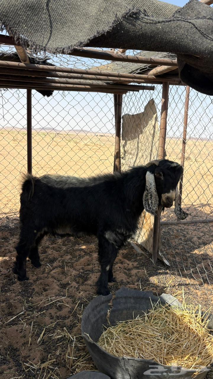 تيس فحل للبيع64343748749570111