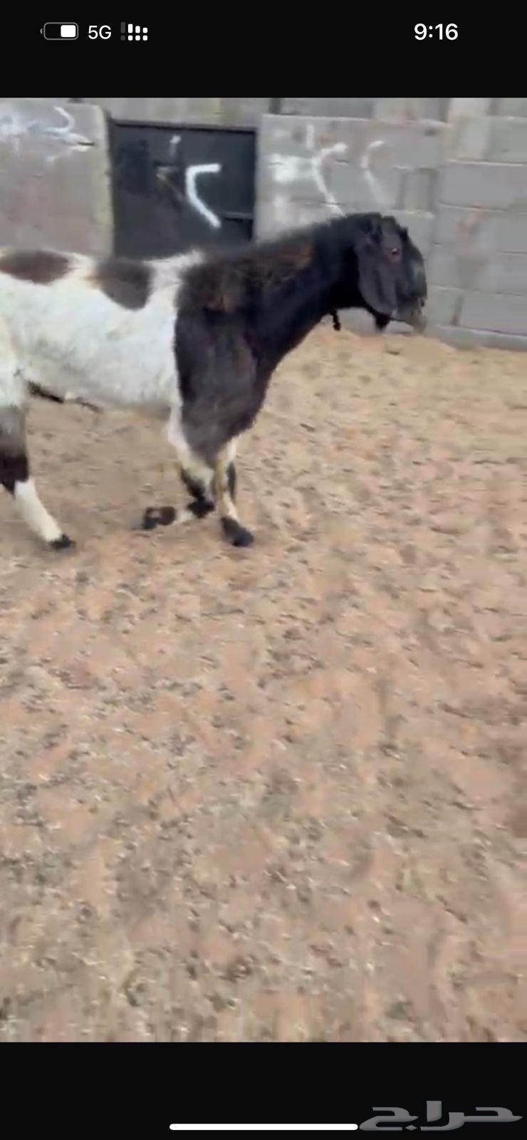 تيس قبرصي فحل مشروط64347080754561114