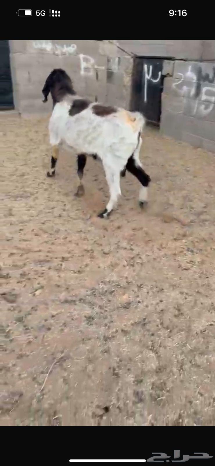 تيس قبرصي فحل مشروط64347080754561110