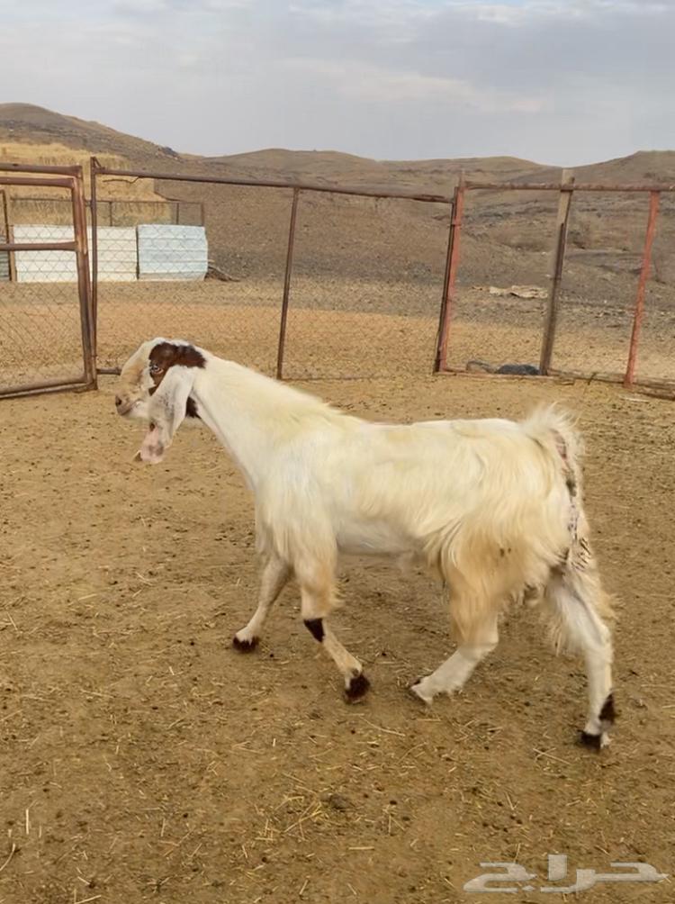 Stud meets all conditions64346029332738110