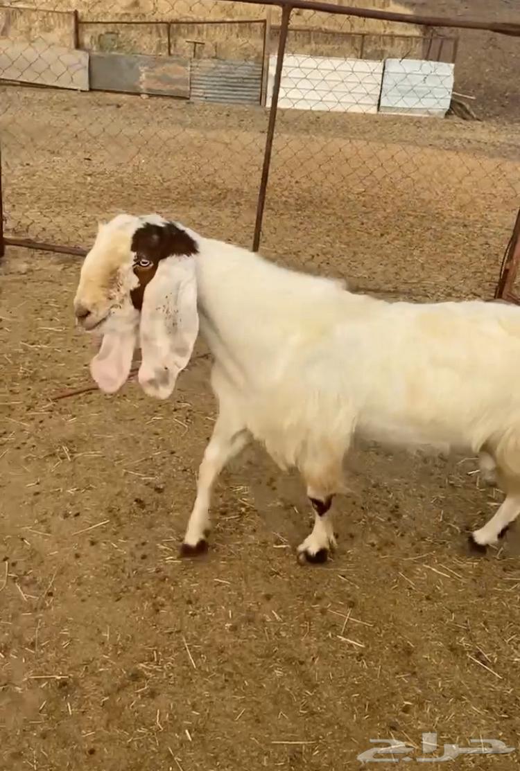 Stud meets all conditions64346029332738111