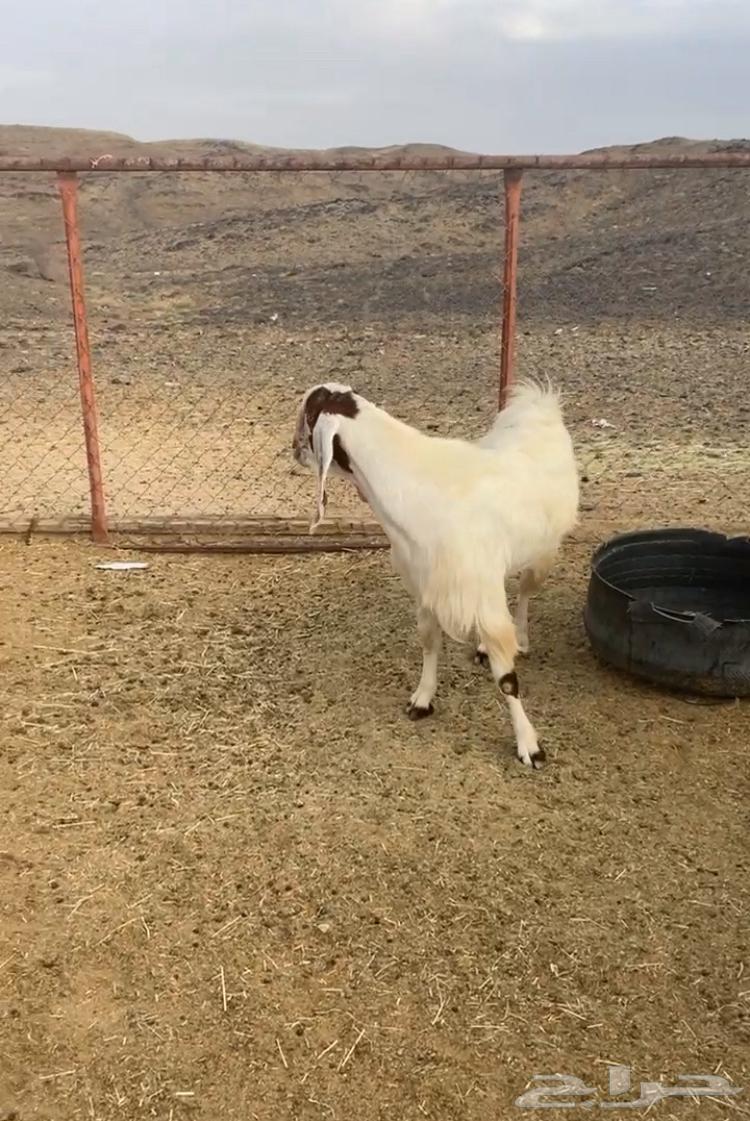 Stud meets all conditions64346029332738112