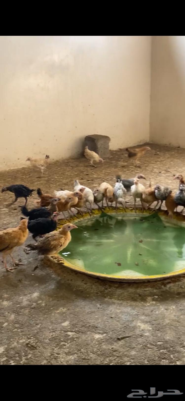 فروخ دجاج بلدي64347982513155110