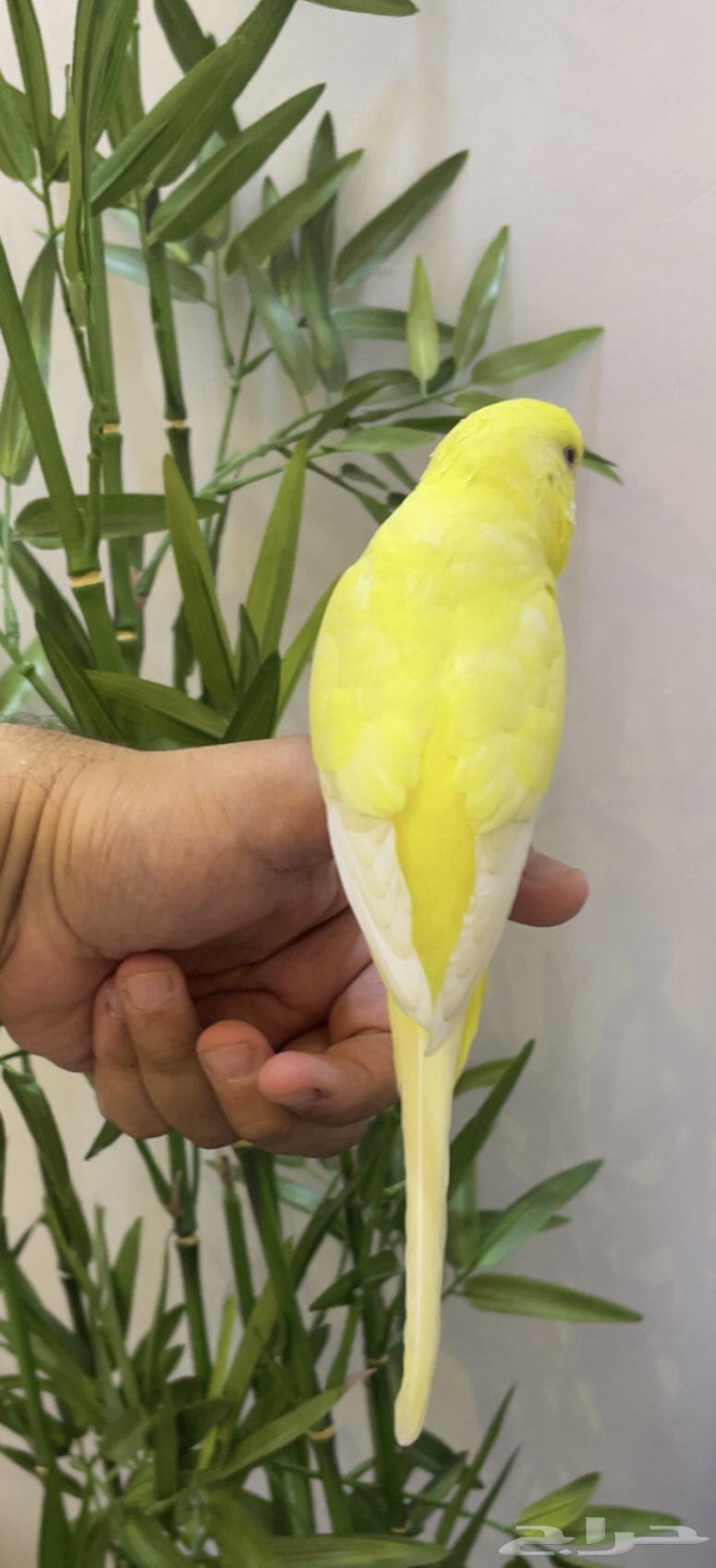 بادجي (طير حب) هولندي متكلم64339481640065111