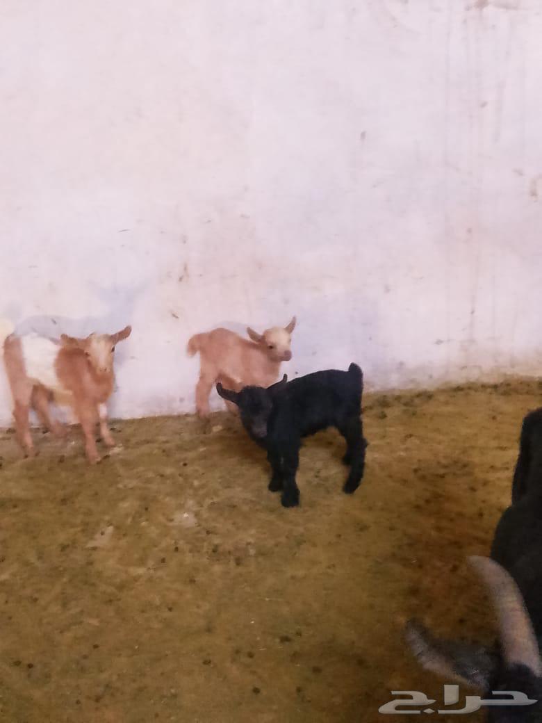 Czech Dwarf Guinea Pigs64341418812035112