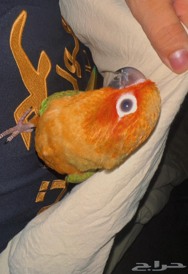 صن كنيور اليف وهدد64343794202371110