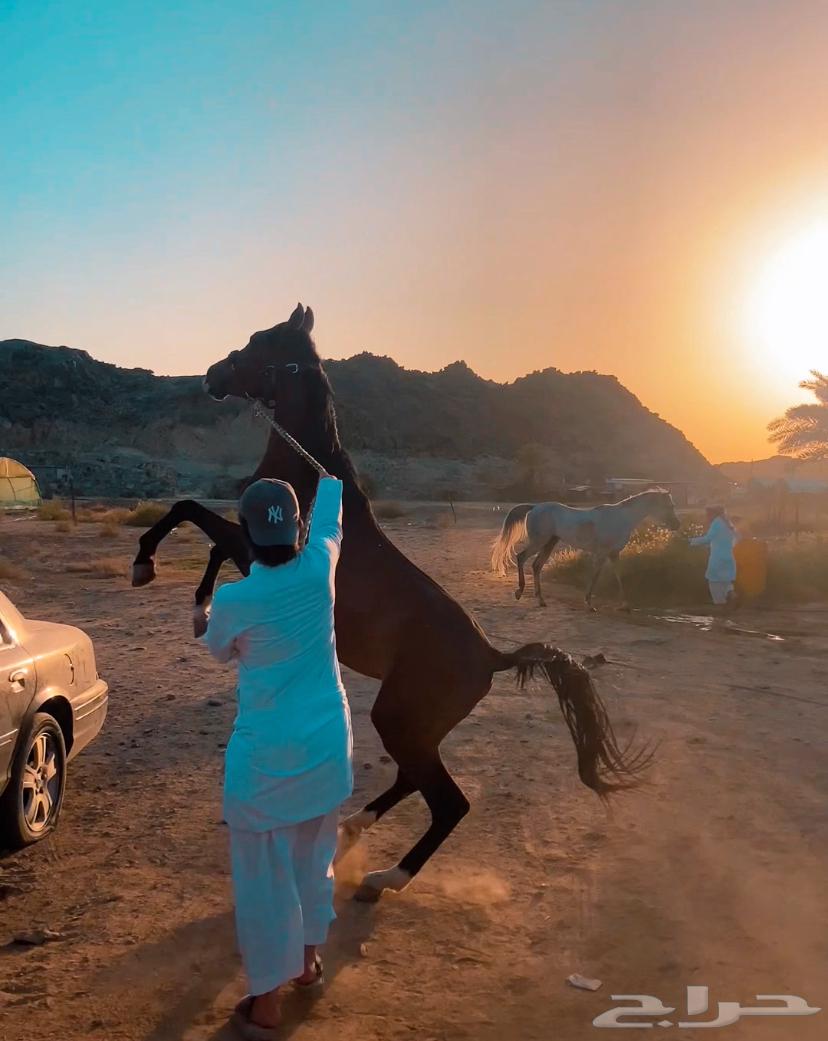 حصان  الجزيري ما عليها وراك64348567663745113