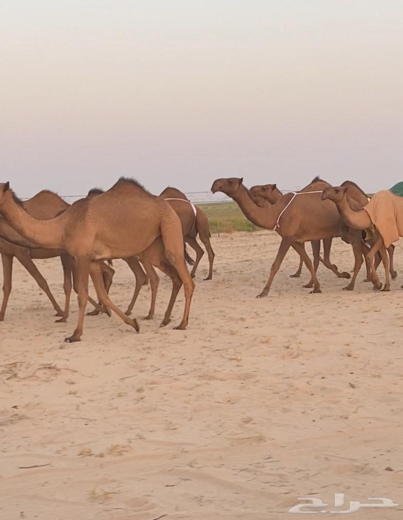 ابل ذود صفر وشعل طيبه للبيع64342698442627111