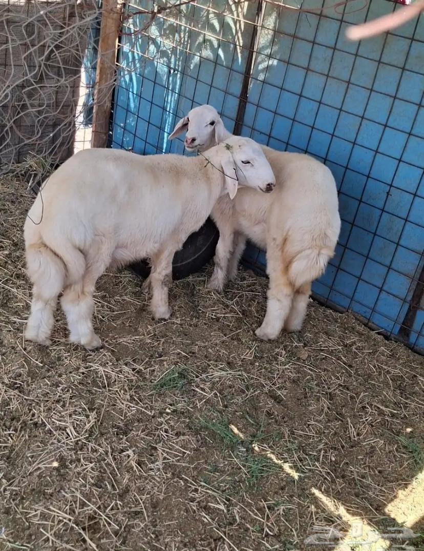 Fresh and Fat Lambs and Goats, Halal Slaughter with Conditions64348041831810110