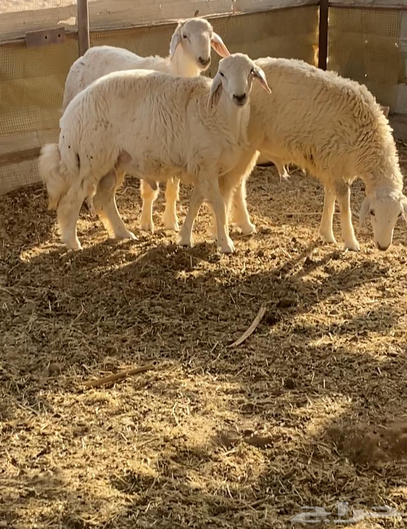 3 كلش خروف حري تربية مزرعه جنوب المدينه90كلو64340825547779110