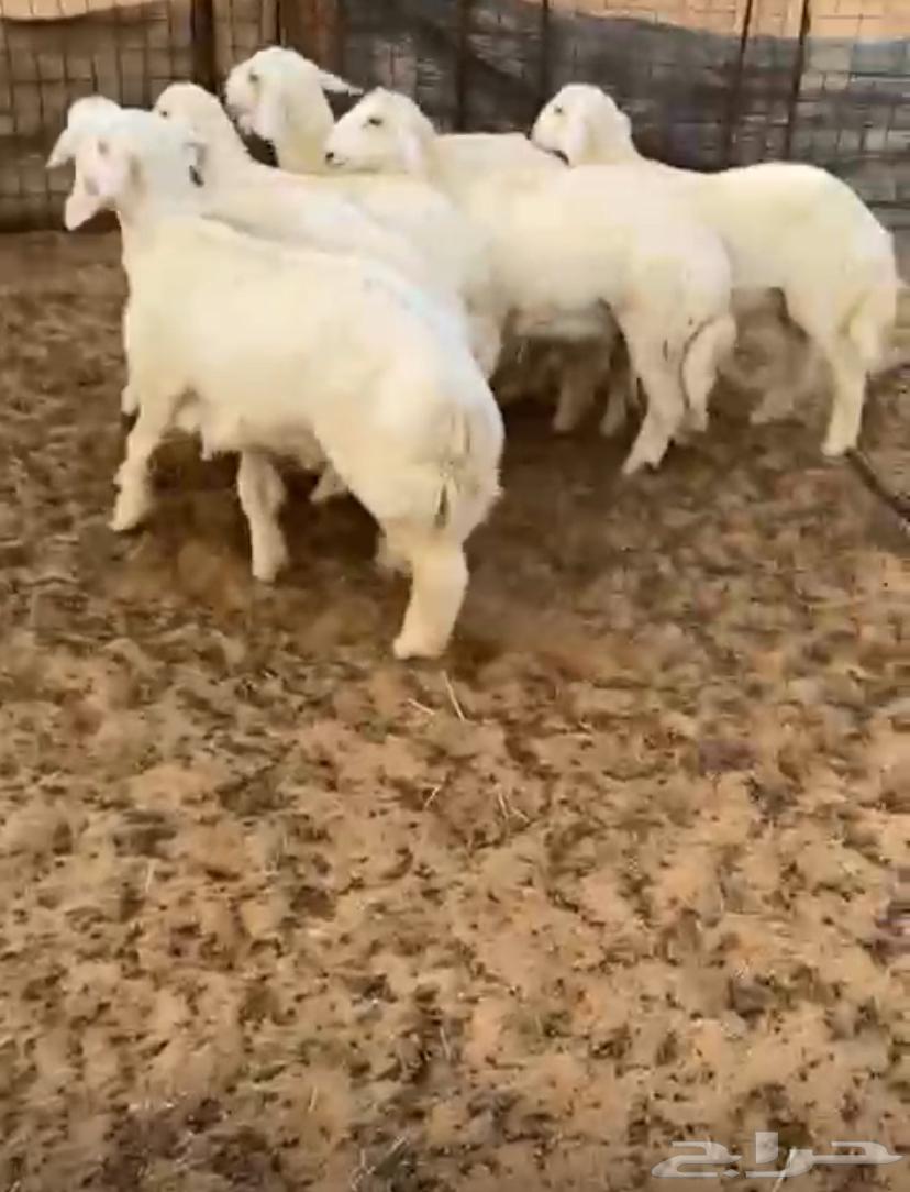 For sale, healthy lambs, closed, conditioned and clean64340478083714110