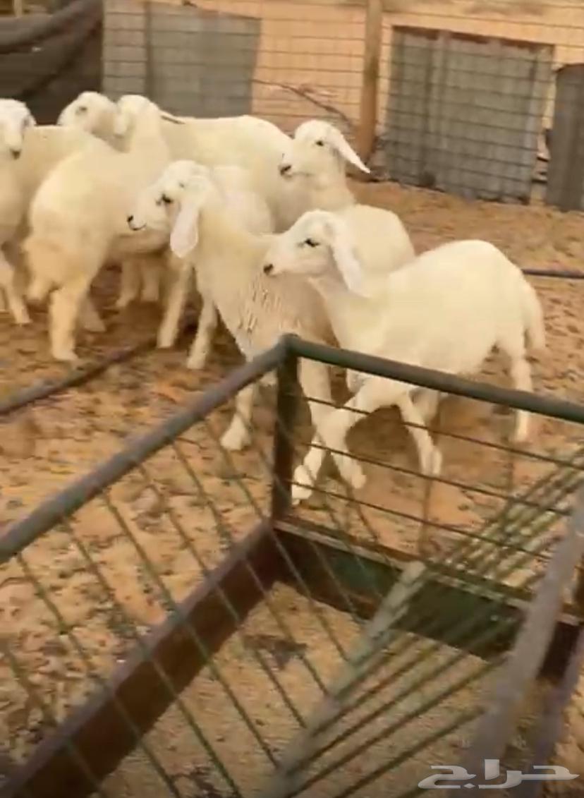 For sale, healthy lambs, closed, conditioned and clean64340478083714111