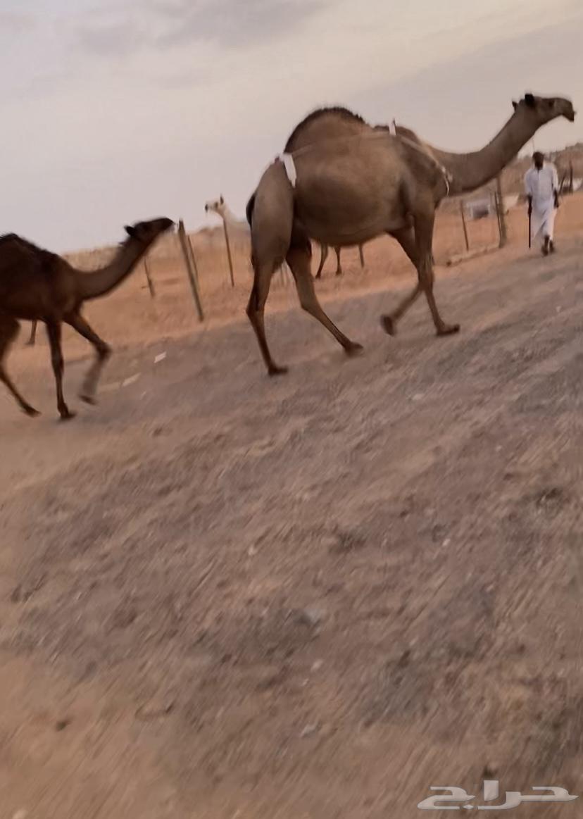 عشراء للبيع64343899723009110