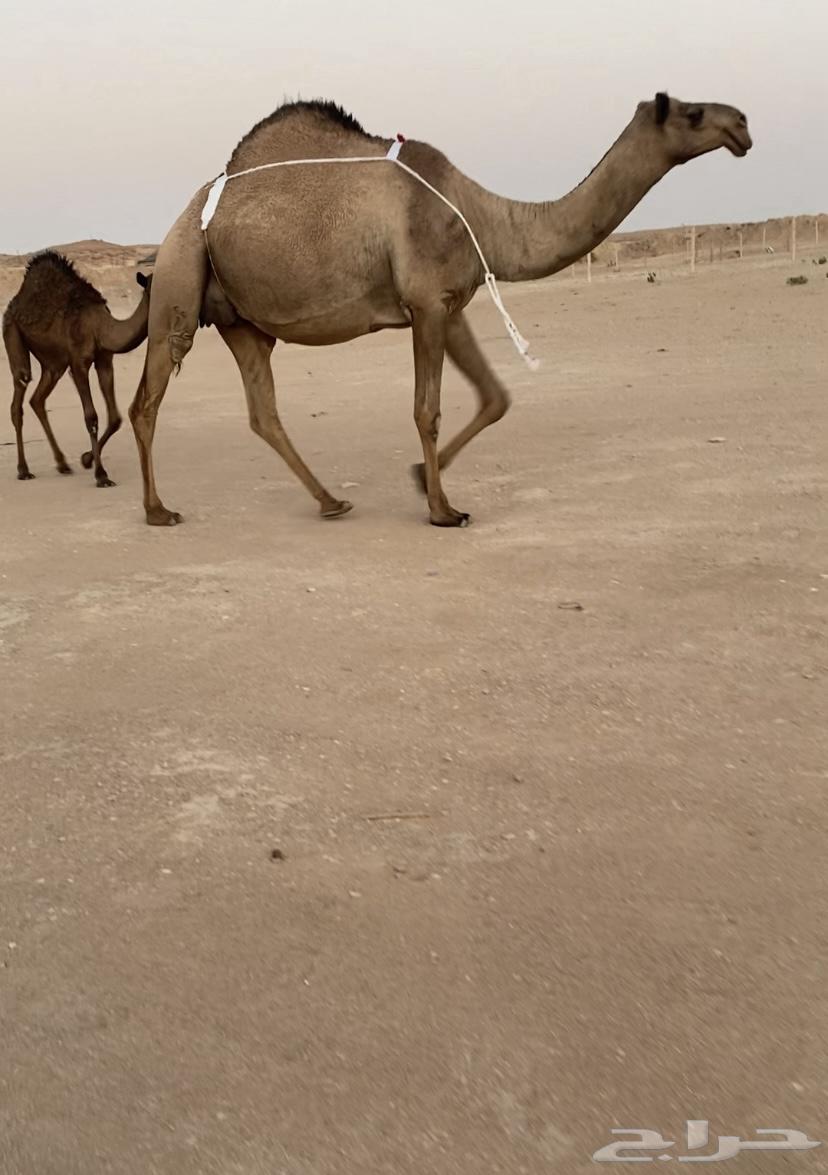 عشراء للبيع64343899723009113