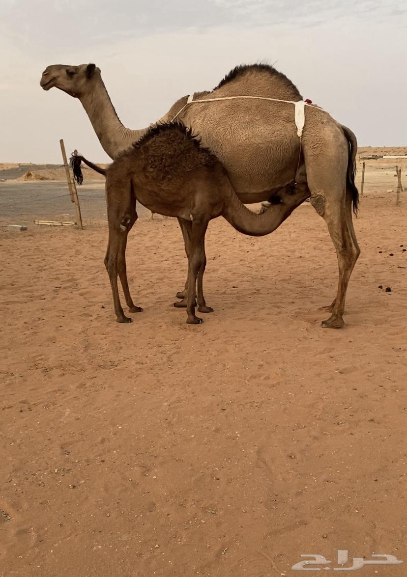 عشراء للبيع64343899723009111